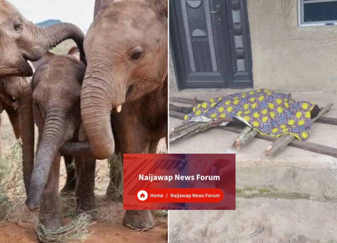 Elephant Kills Farmer in ogun state after escape from reserve